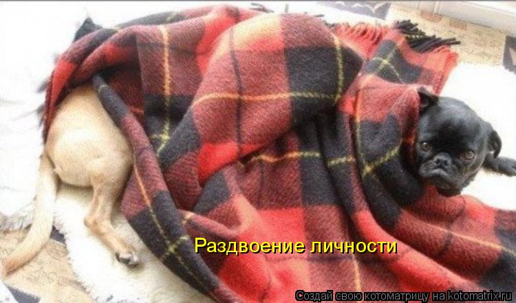Раздвоение личности... Котоматрица: Раздвоение личности