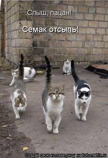 Котоматрица: Слыш, пацан! Семак отсыпь!
