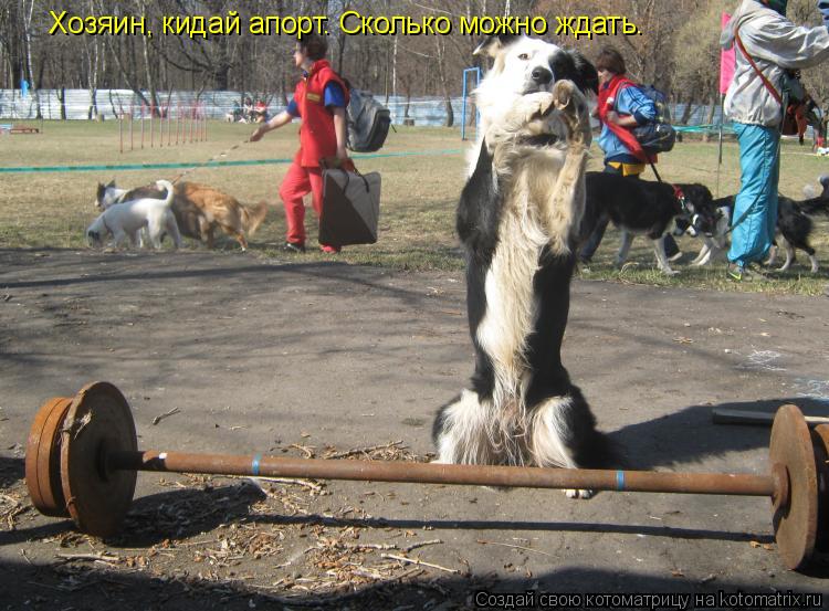 Котоматрица: Хозяин, кидай апорт. Сколько можно ждать.