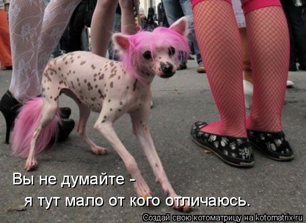 Котоматрица: Вы не думайте - я тут мало от кого отличаюсь.