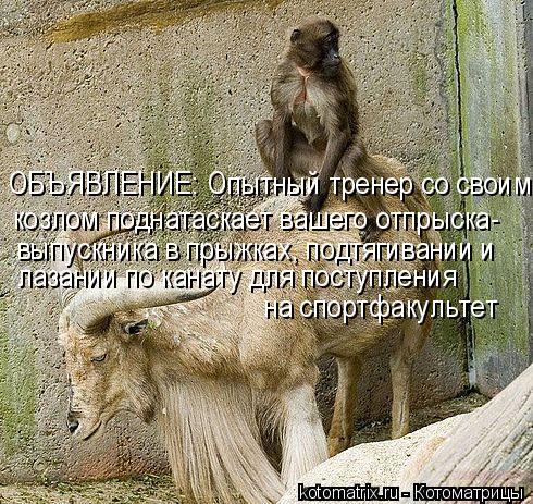 Котоматрица: ОБЪЯВЛЕНИЕ: Опытный тренер со своим козлом козлом поднатаскает вашего отпрыска- выпускника в прыжках, подтягивании и  лазании по канату дл