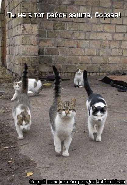Котоматрица: Ты не в тот район зашла, борзая!