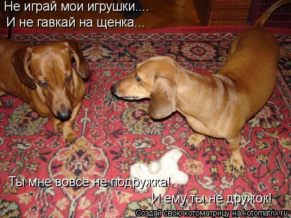 Котоматрица: Не играй мои игрушки.... Ты мне вовсе не подружка! И ему ты не дружок! И не гавкай на щенка...