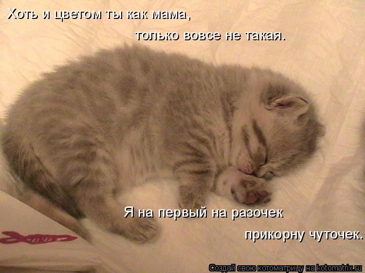 Хоть и цветом ты как мама, только вовсе не такая. Я на первый на разочек прикорну чуточек.... Котоматрица: Хоть и цветом ты как мама, только вовсе не такая. Я на первый на разочек прикорну чуточек.