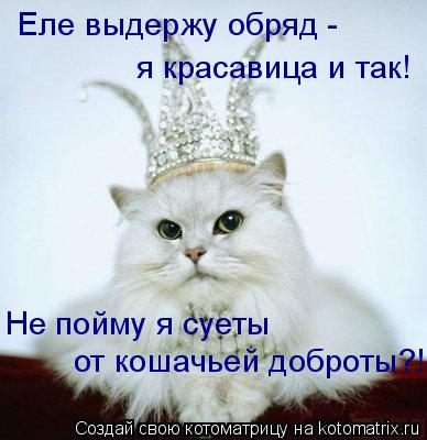 Еле выдержу обряд - я красавица и так! Не пойму я суеты от кошачьей доброты?!... Котоматрица: Еле выдержу обряд - я красавица и так! Не пойму я суеты от кошачьей доброты?!