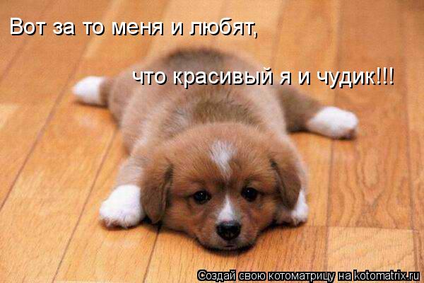 Вот за то меня и любят, что красивый я и чудик!!!... Котоматрица: Вот за то меня и любят, что красивый я и чудик!!!