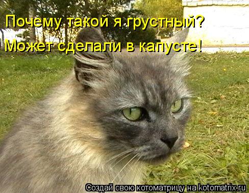 Почему такой я грустный? Может сделали в капусте!... Котоматрица: Почему такой я грустный? Может сделали в капусте!