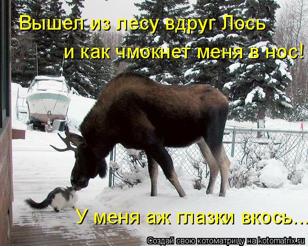 Вышел из лесу вдруг Лось и как чмокнет меня в нос! У меня аж глазки вкось...... Котоматрица: Вышел из лесу вдруг Лось и как чмокнет меня в нос! У меня аж глазки вкось...