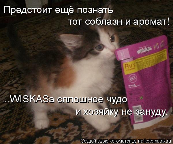 Котоматрица: Предстоит ещё познать  тот соблазн и аромат! ...WISKASа сплошное чудо и хозяйку не зануду.