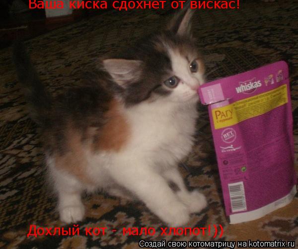 Котоматрица: Ваша киска сдохнет от вискас! Дохлый кот - мало хлопот!))