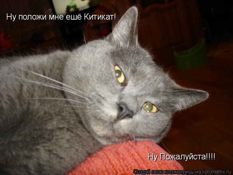Котоматрица: Ну положи мне ешё Китикат! Ну Пожалуйста!!!!