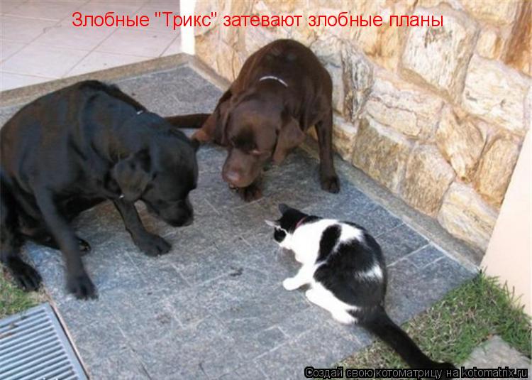 Котоматрица: Злобные "Трикс" затевают злобные планы