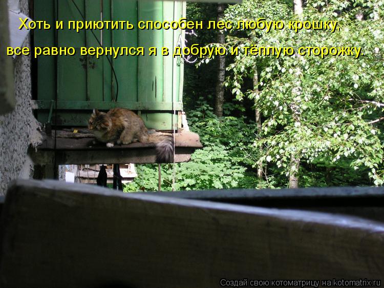 Котоматрица: Хоть и приютить способен лес любую крошку, все равно вернулся я в добрую и тёплую сторожку.
