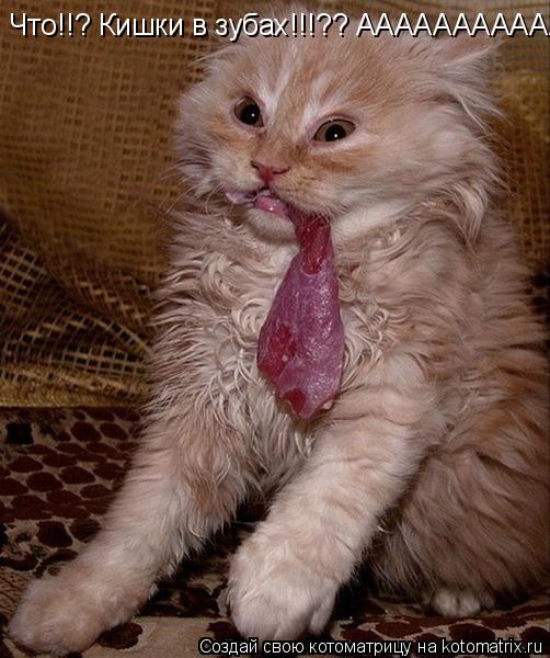 Котоматрица: Что!!? Кишки в зубах!!!?? АААААААААААА