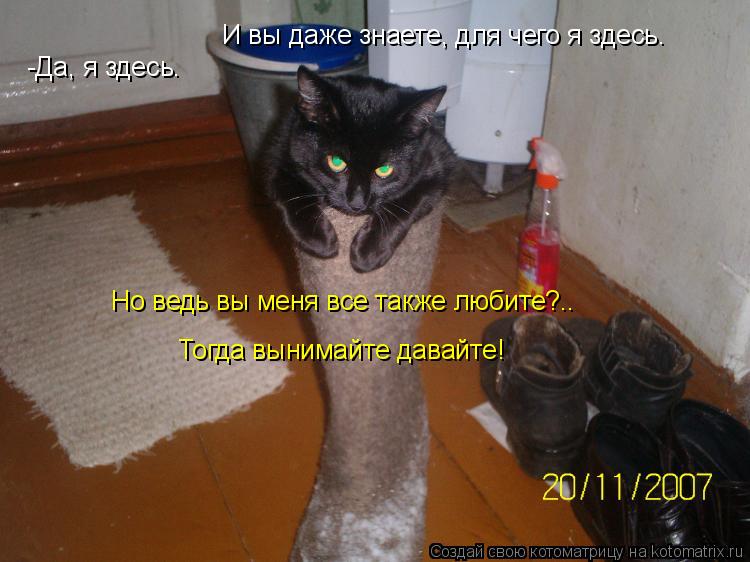 -Да, я здесь. И вы даже знаете, для чего я здесь. Но ведь вы меня все также любите?.. Тогда вынимайте... Котоматрица: -Да, я здесь. И вы даже знаете, для чего я здесь. Но ведь вы меня все также любите?.. Тогда вынимайте давайте!