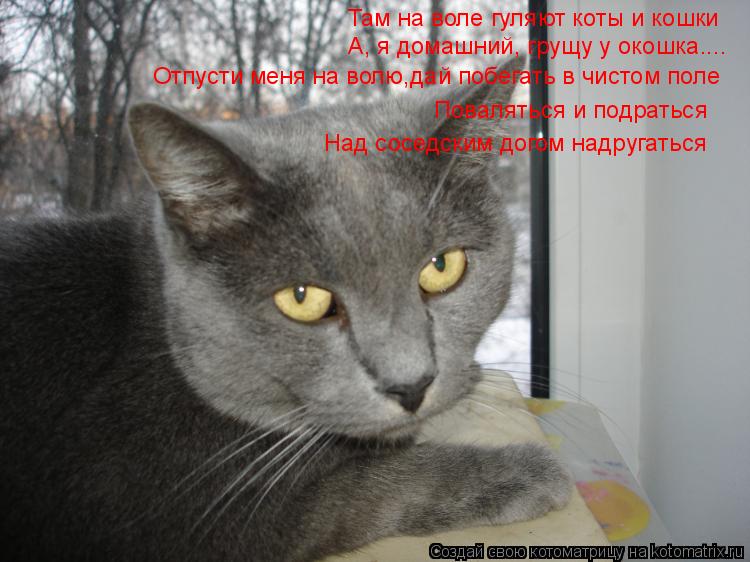 Там на воле гуляют коты и кошки А, я домашний, грущу у окошка.... Отпусти меня на волю,дай побегать в... Котоматрица: Там на воле гуляют коты и кошки А, я домашний, грущу у окошка.... Отпусти меня на волю,дай побегать в чистом поле Поваляться и подраться Над со
