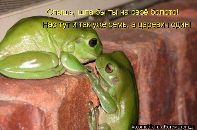 Слышь, шла бы ты на своё болото! Нас тут и так уже семь, а царевич один!... Котоматрица: Слышь, шла бы ты на своё болото! Нас тут и так уже семь, а царевич один!