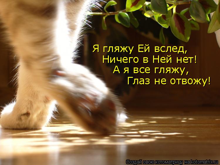 Котоматрица: Я гляжу Ей вслед, Ничего в Ней нет! А я все гляжу, Глаз не отвожу!
