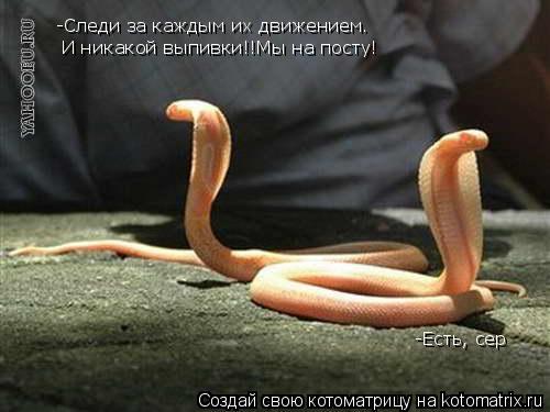 Котоматрица: -Следи за каждым их движением. -Следи за каждым их движением. И никакой выпивки!!Мы на посту! -Есть, сер