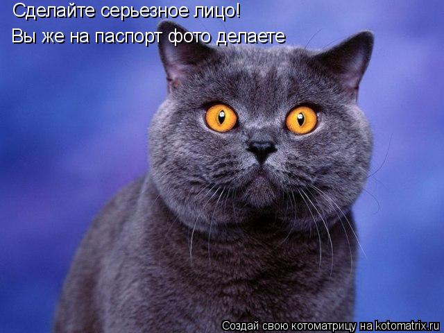 Котоматрица: Сделайте серьезное лицо! Вы же на паспорт фото делаете
