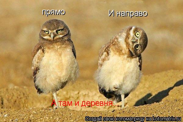 Котоматрица: прямо И направо А там и деревня...
