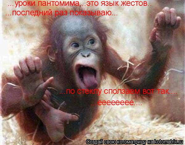 Котоматрица: ...уроки пантомима...это язык жестов.. ...последний раз показываю... ...по стеклу сползаем вот так.... ...ееееееее....