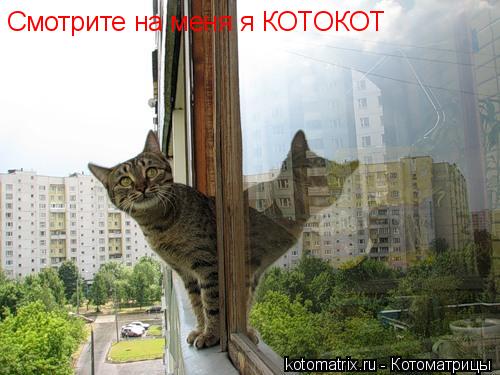 Котоматрица: Смотрите на меня я КОТОКОТ
