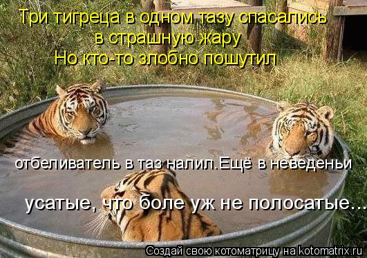 Три тигреца в одном тазу спасались в страшную жару Но кто-то злобно пошутил отбеливатель в таз налил... Котоматрица: Три тигреца в одном тазу спасались в страшную жару Но кто-то злобно пошутил отбеливатель в таз налил.Ещё в неведеньи усатые, что боле уж не