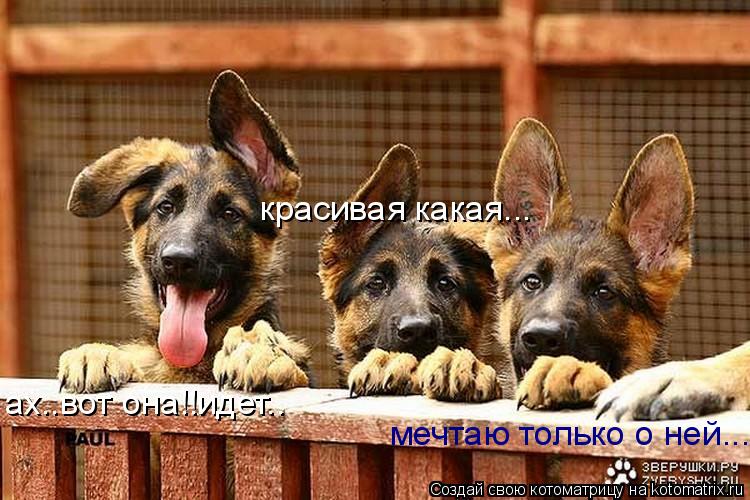 Котоматрица: ах..вот она!!идет.. красивая какая... мечтаю только о ней...
