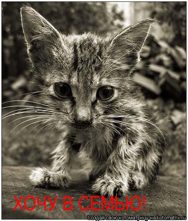 ХОЧУ В СЕМЬЮ!... Котоматрица: ХОЧУ В СЕМЬЮ!
