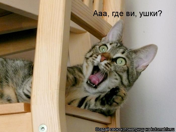 Ааа, где ви, ушки?... Котоматрица: Ааа, где ви, ушки?