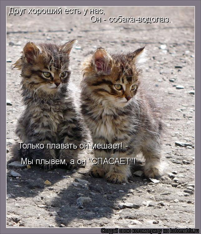 Друг хороший есть у нас, Он - собака-водолаз. Только плавать он мешает! - Мы плывем, а он "СПАСАЕТ"!... Котоматрица: Друг хороший есть у нас, Он - собака-водолаз. Только плавать он мешает! - Мы плывем, а он "СПАСАЕТ"!