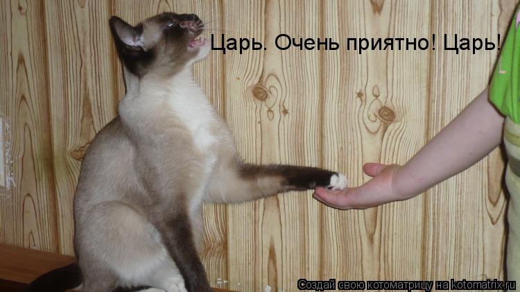 Котоматрица: Царь. Очень приятно! Царь!