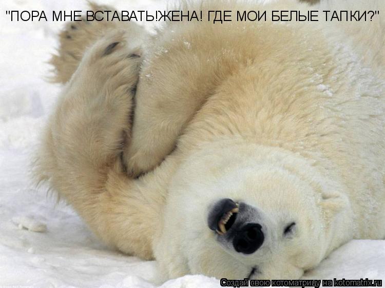 "ПОРА МНЕ ВСТАВАТЬ!ЖЕНА! ГДЕ МОИ БЕЛЫЕ ТАПКИ?"... Котоматрица: "ПОРА МНЕ ВСТАВАТЬ!ЖЕНА! ГДЕ МОИ БЕЛЫЕ ТАПКИ?"