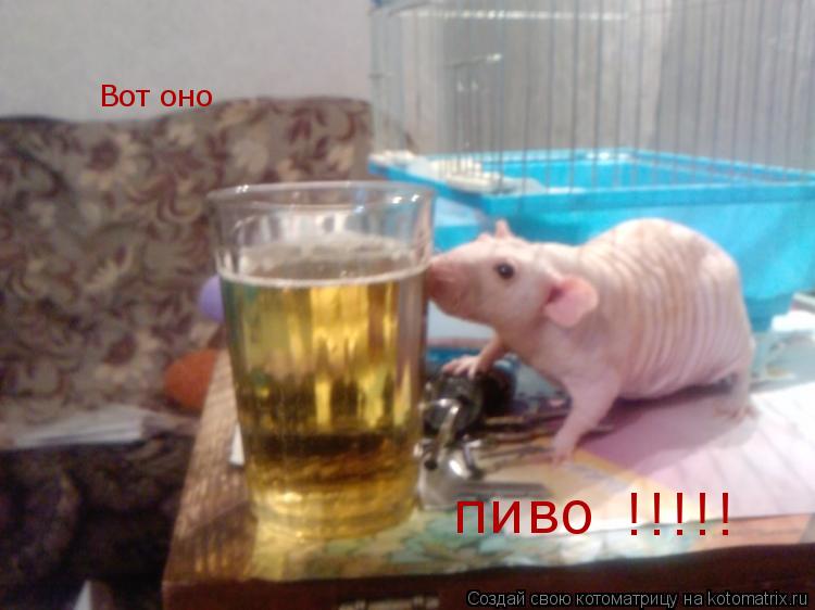 Котоматрица: Вот оно     пиво    !!!!!