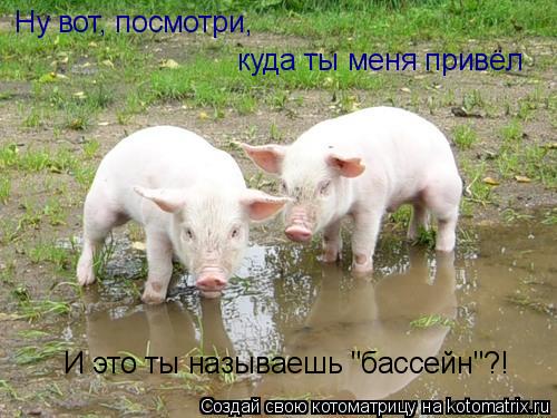 Ну вот, посмотри, куда ты меня привёл И это ты называешь "бассейн"?!... Котоматрица: Ну вот, посмотри, куда ты меня привёл И это ты называешь "бассейн"?!