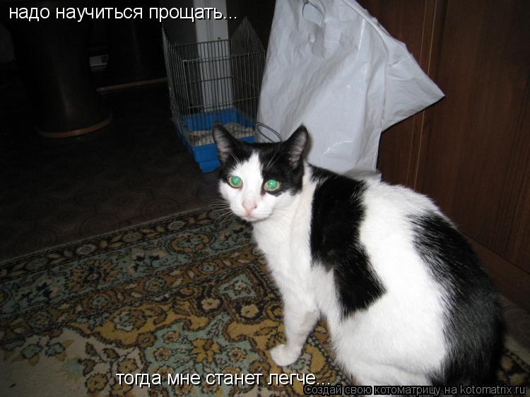Котоматрица: надо научиться прощать... тогда мне станет легче...
