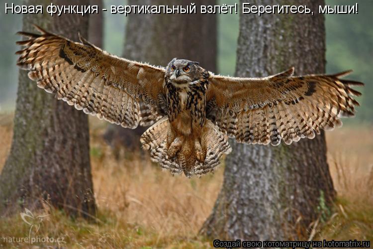 Котоматрица: Новая функция - вертикальный взлёт! Берегитесь, мыши!