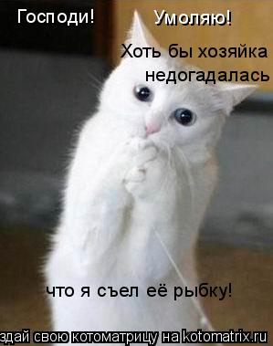 Котоматрица: Господи! Умоляю! Хоть бы хозяйка недогадалась что я съел её рыбку!