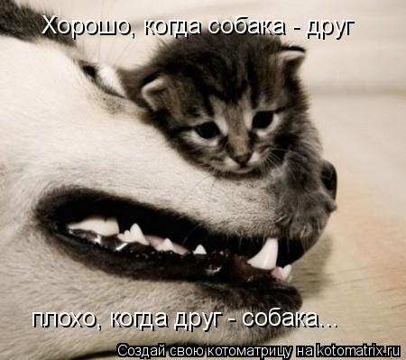 Хорошо, когда собака - друг плохо, когда друг - собака...... Котоматрица: Хорошо, когда собака - друг плохо, когда друг - собака...