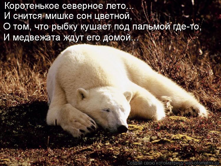 Коротенькое северное лето... И снится мишке сон цветной, О том, что рыбку кушает под пальмой где-то, ... Котоматрица: Коротенькое северное лето... И снится мишке сон цветной, О том, что рыбку кушает под пальмой где-то, И медвежата ждут его домой...