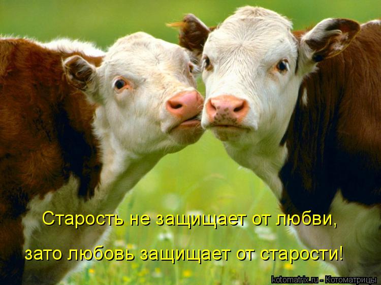 Старость не защищает от любви, зато любовь защищает от старости!... Котоматрица: Старость не защищает от любви, зато любовь защищает от старости!