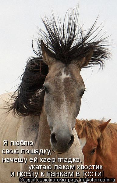 Котоматрица: Я люблю  свою лошадку,  начешу ей хаер гладко,  укатаю лаком хвостик  и поеду к панкам в гости!