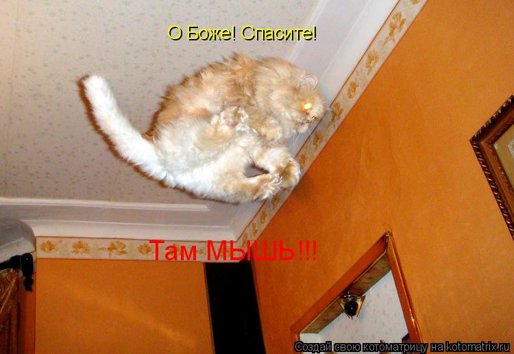 Котоматрица: О Боже! Спасите! Там МЫШЬ!!!