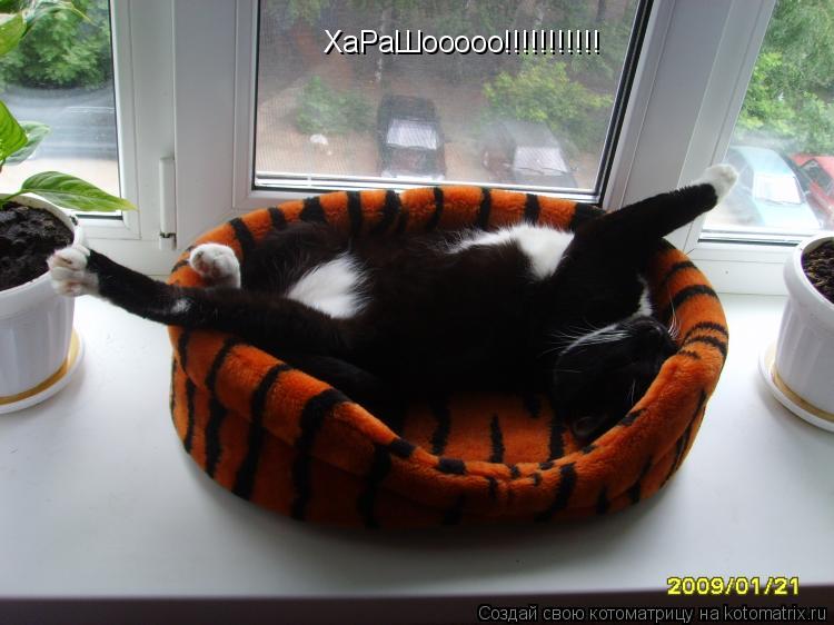 Котоматрица: ХаРаШооооо!!!!!!!!!!!