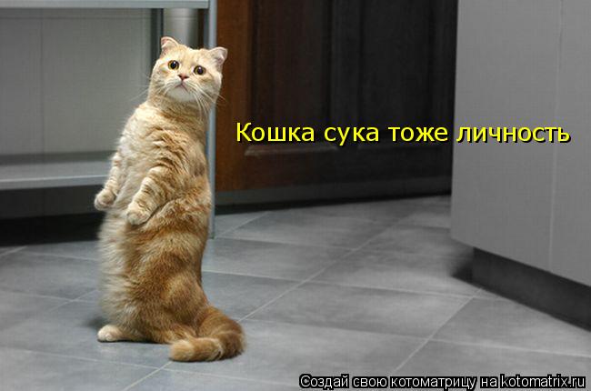 Котоматрица: Кошка сука тоже личность