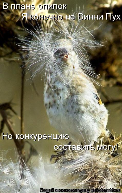 Но конкуренцию составить могу! В плане опилок Я конечно не Винни Пух... Котоматрица: Но конкуренцию составить могу! В плане опилок Я конечно не Винни Пух