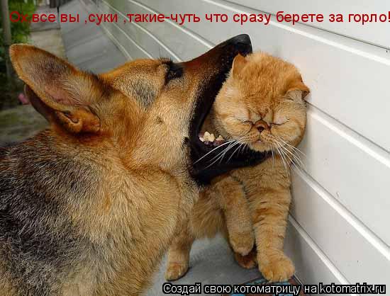 Ох,все вы ,суки ,такие-чуть что сразу берете за горло!... Котоматрица: Ох,все вы ,суки ,такие-чуть что сразу берете за горло!