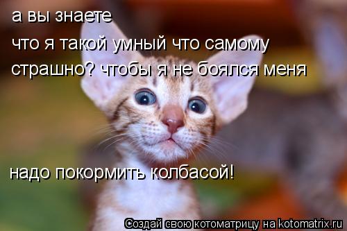 а вы знаете что я такой умный что самому страшно? чтобы я не боялся меня надо покормить колбасой!... Котоматрица: а вы знаете что я такой умный что самому страшно? чтобы я не боялся меня надо покормить колбасой!
