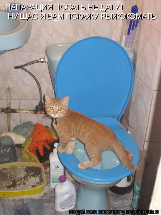 ПАПАРАЦИЯ ПОСАТЬ НЕ ДАТУТ НУ ЩАС Я ВАМ ПОКАЖУ РЫЖОКОМАТЬ... Котоматрица: ПАПАРАЦИЯ ПОСАТЬ НЕ ДАТУТ НУ ЩАС Я ВАМ ПОКАЖУ РЫЖОКОМАТЬ